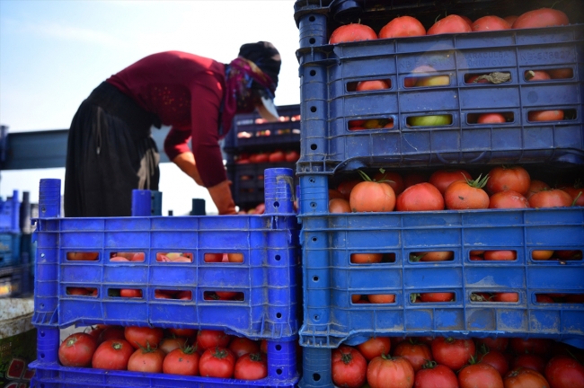 Çanakkale domatesinin en lezzetli dönemi